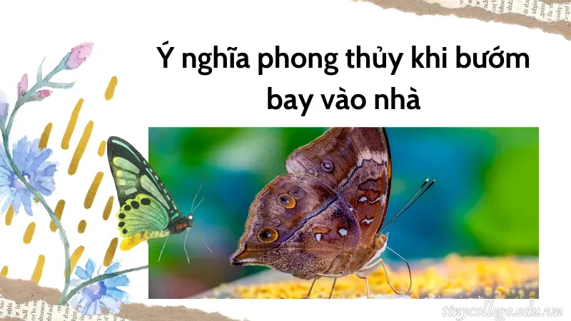 bướm bay vào nhà có sao không 1