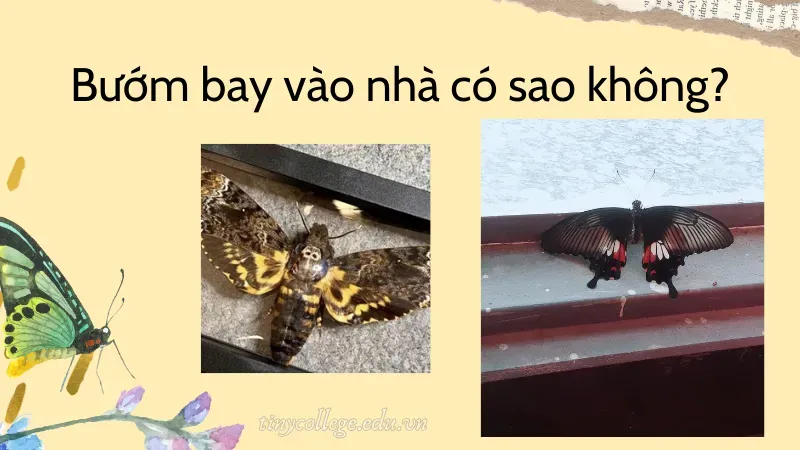 bướm bay vào nhà có sao không 2