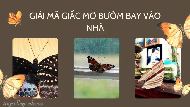 bướm bay vào nhà có sao không 3