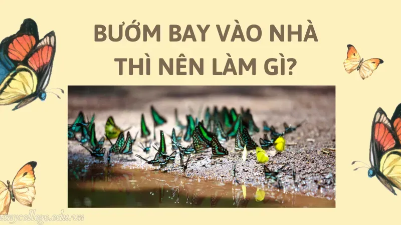 bướm bay vào nhà có sao không 7