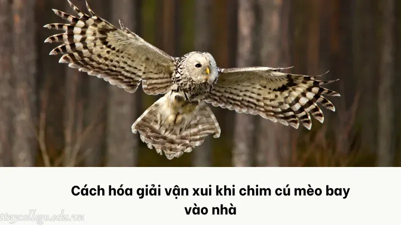 chim cú mèo vào nhà có sao không 6