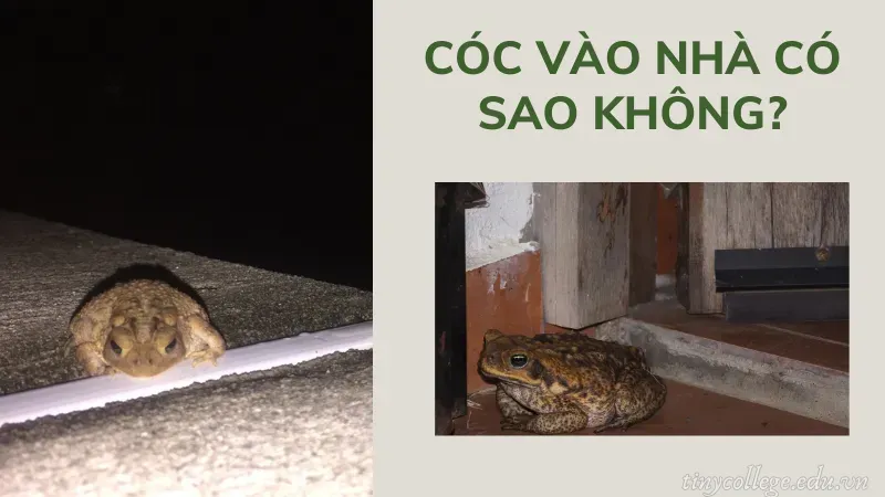 cóc vào nhà có sao không 1