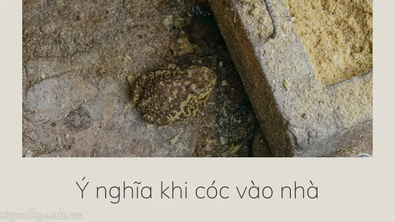 cóc vào nhà có sao không 2