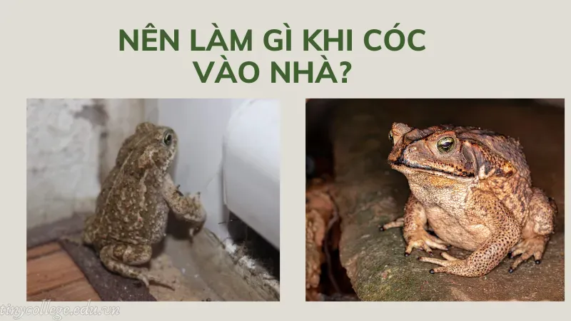 cóc vào nhà có sao không 4