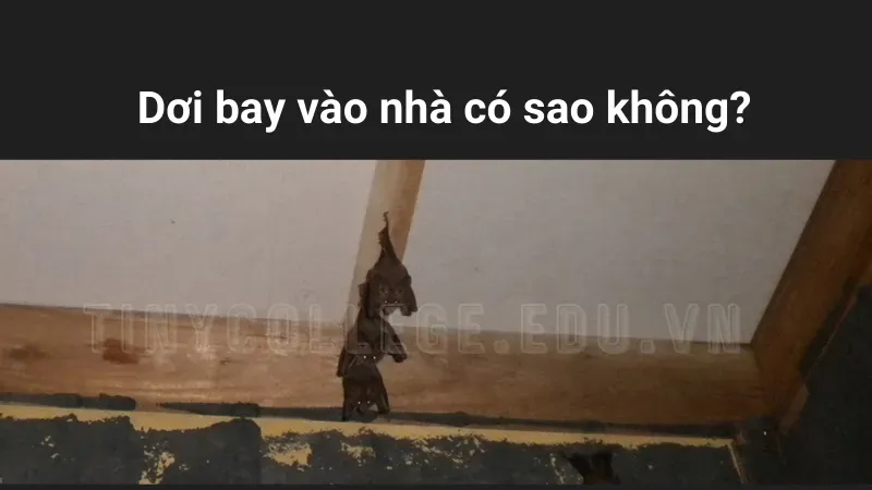 dơi bay vào nhà có sao không 3