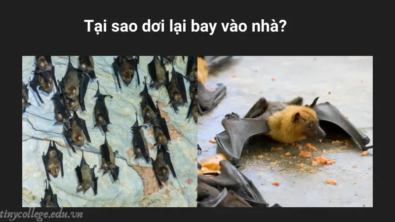 dơi bay vào nhà có sao không 5