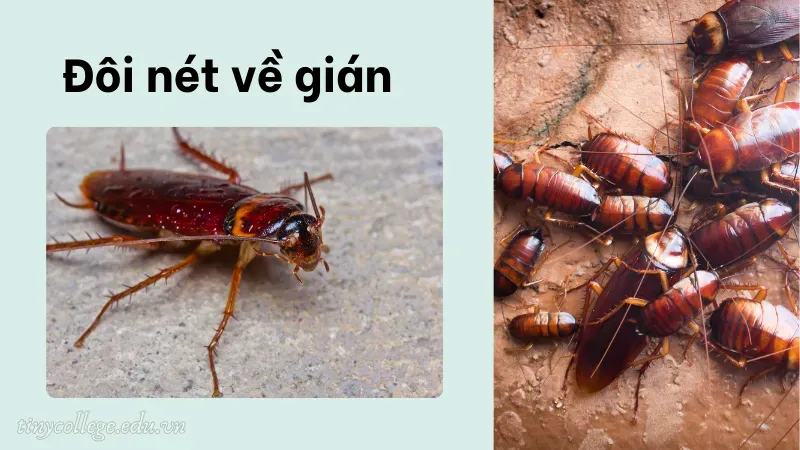 gián bò lên người có điềm gì 1