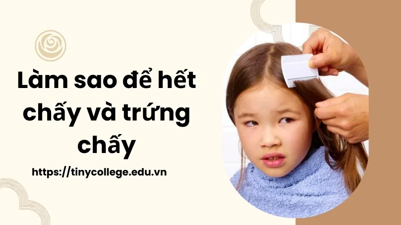 Làm sao để hết chấy và trứng nhanh chóng và hiệu quả nhất? 1