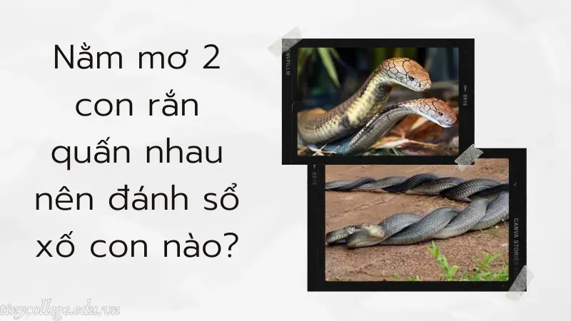 nằm mơ 2 con rắn quấn nhau 4