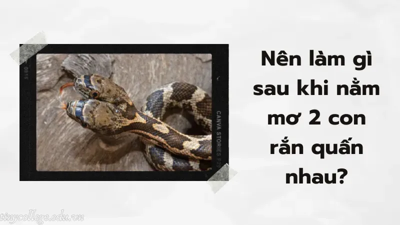 nằm mơ 2 con rắn quấn nhau 5