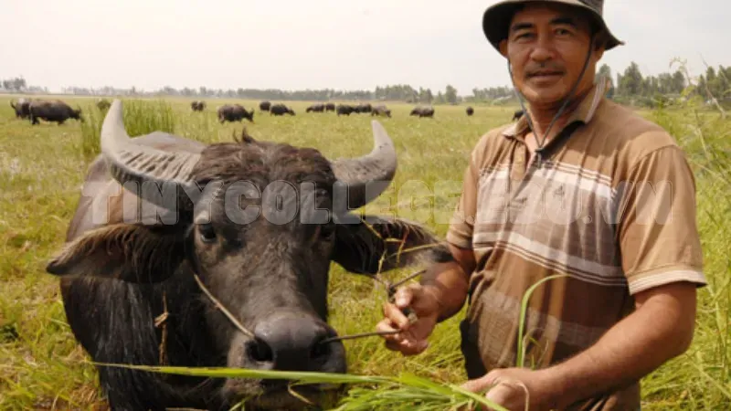 nằm mơ đi chăn trâu đánh đề con gì 3