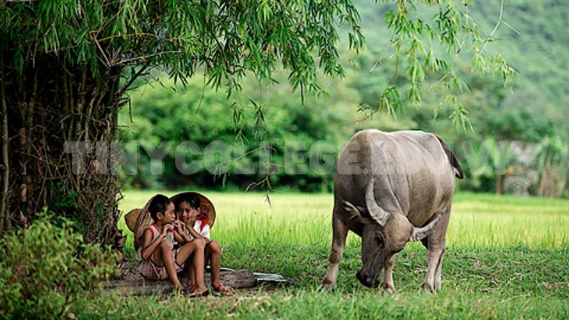 nằm mơ đi chăn trâu đánh đề con gì 5