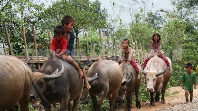 nằm mơ đi chăn trâu đánh đề con gì 6