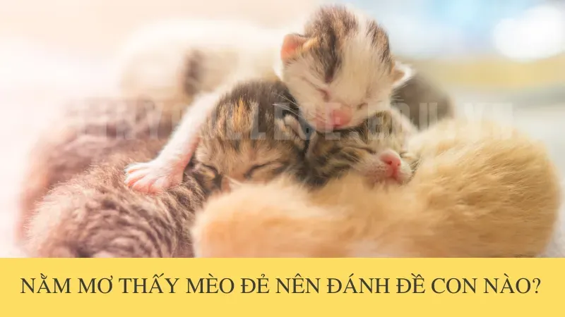 nằm mơ mèo đẻ 6