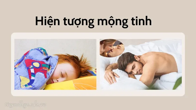 nằm mơ mộng tinh đánh con gì 2