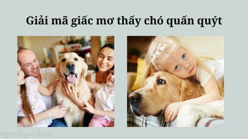 nằm mơ thấy chó quấn quýt 2