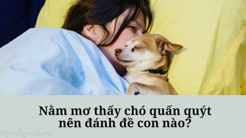 nằm mơ thấy chó quấn quýt 6