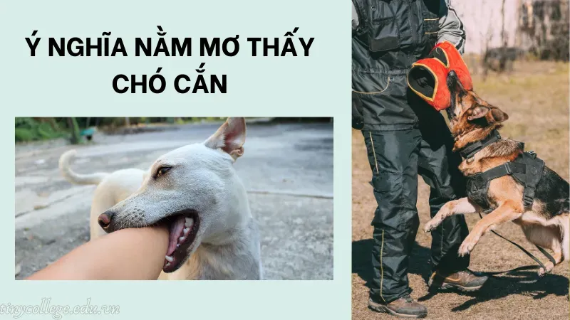 nằm mơ thấy con chó cắn 1