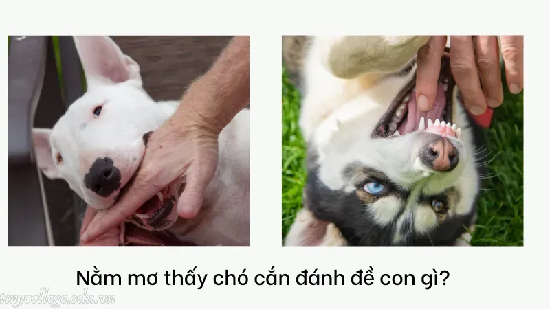 nằm mơ thấy con chó cắn 6