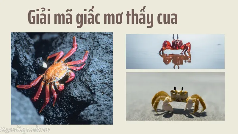 nằm mơ thấy cua 2