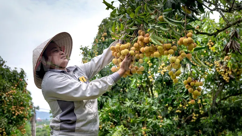 nằm mơ thấy hái trái cây ăn 2