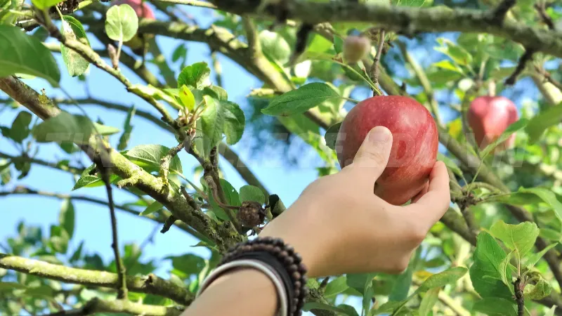 nằm mơ thấy hái trái cây ăn 4