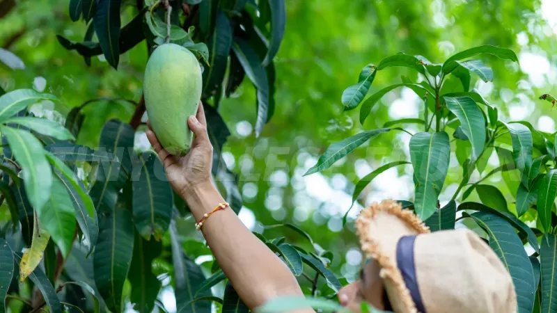 nằm mơ thấy hái trái cây ăn 5