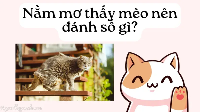 nằm mơ thấy mèo 9