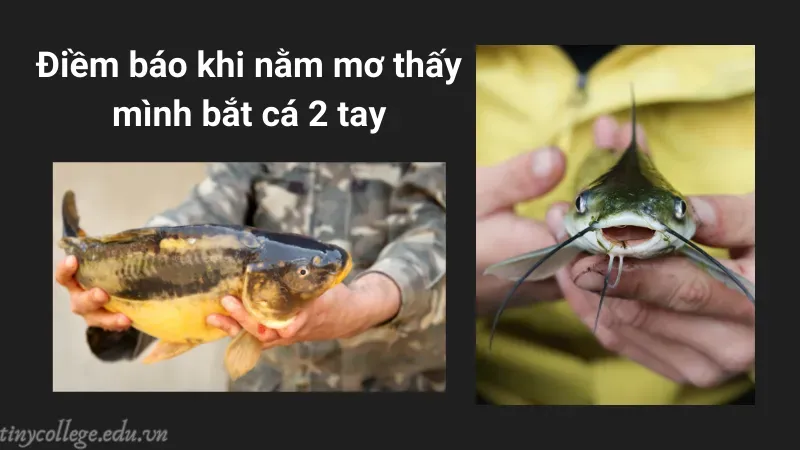 nằm mơ thấy mình bắt cá 2 tay 1