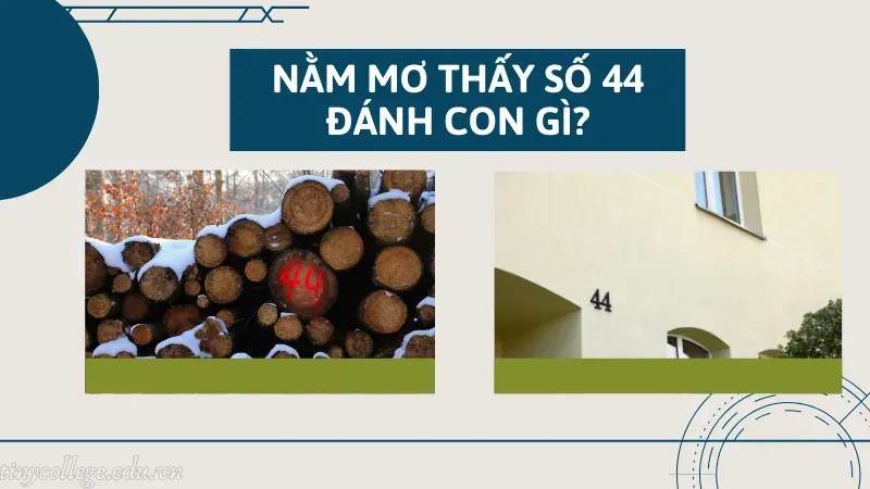 nằm mơ thấy số 44 đánh con gì 6