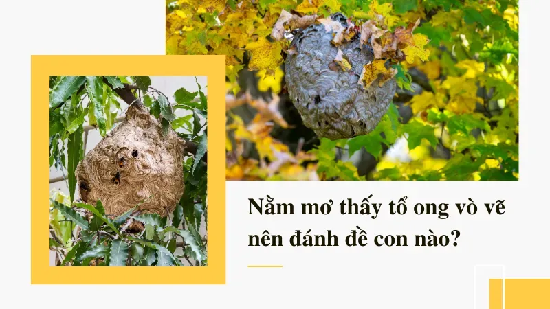 nằm mơ thấy tổ ong vò vẽ 6