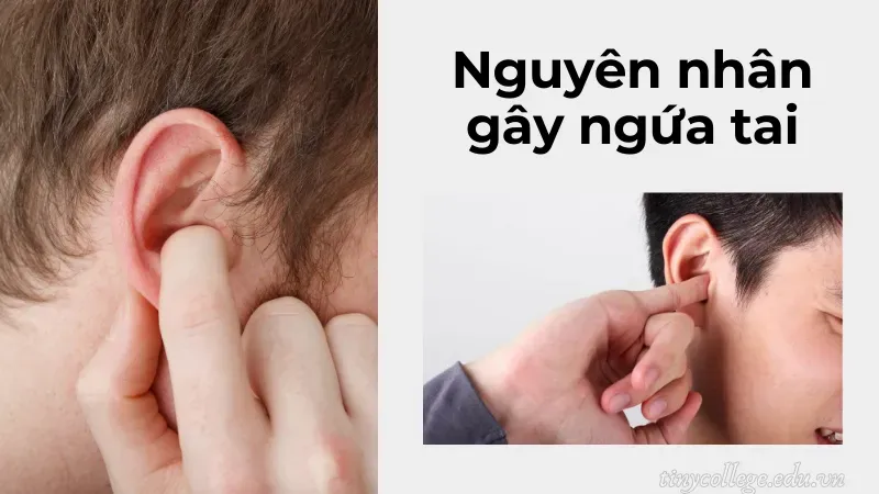 ngứa tai trái nam là điềm gì 1