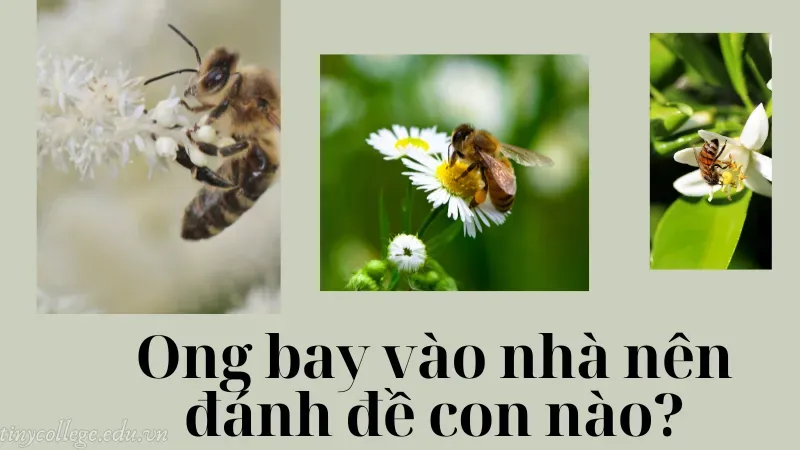 ong bay vào nhà có điềm gì 7