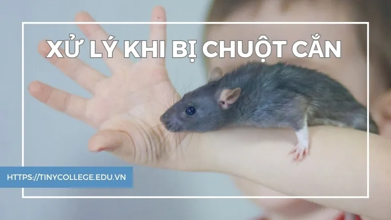 Xử lý khi bị chuột cắn - Lời khuyên từ chuyên gia y tế 1