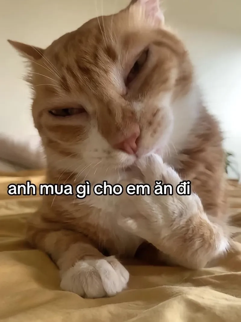 Những bức ảnh mèo meme bựa đầy hài hước sẽ khiến bạn cười không ngừng.