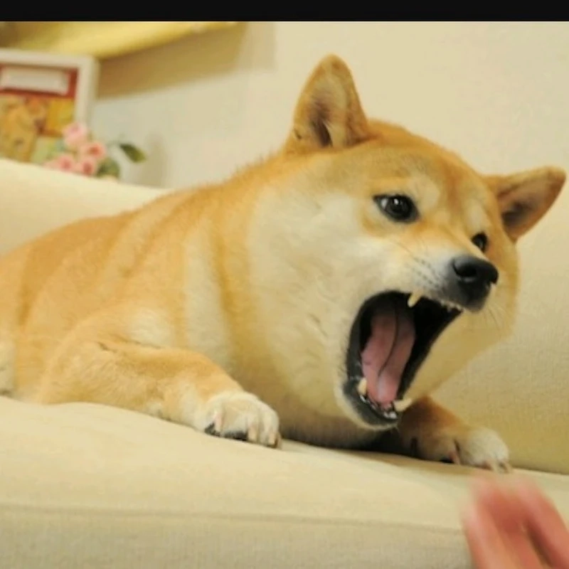 Shiba Cheems meme Vietnam luôn mang đến những khoảnh khắc vui nhộn và dễ thương.