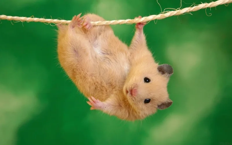 Meme hamster ăn chuối là hình ảnh đáng yêu của chuột hamster trong lúc thưởng thức món ăn yêu thích.