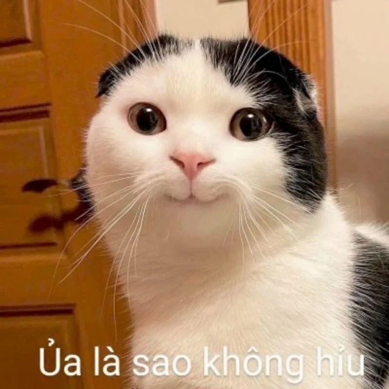 Meme hài hước bựa mang đến những tiếng cười không thể ngừng lại.