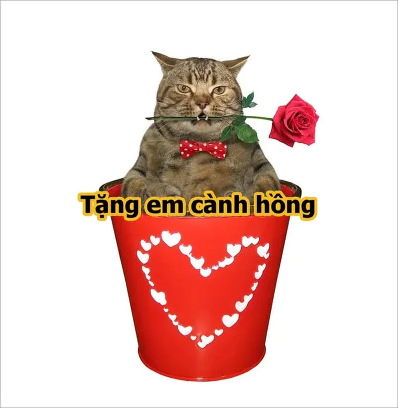 Meme tặng quà sinh nhật giúp tạo bất ngờ và niềm vui cho người nhận.