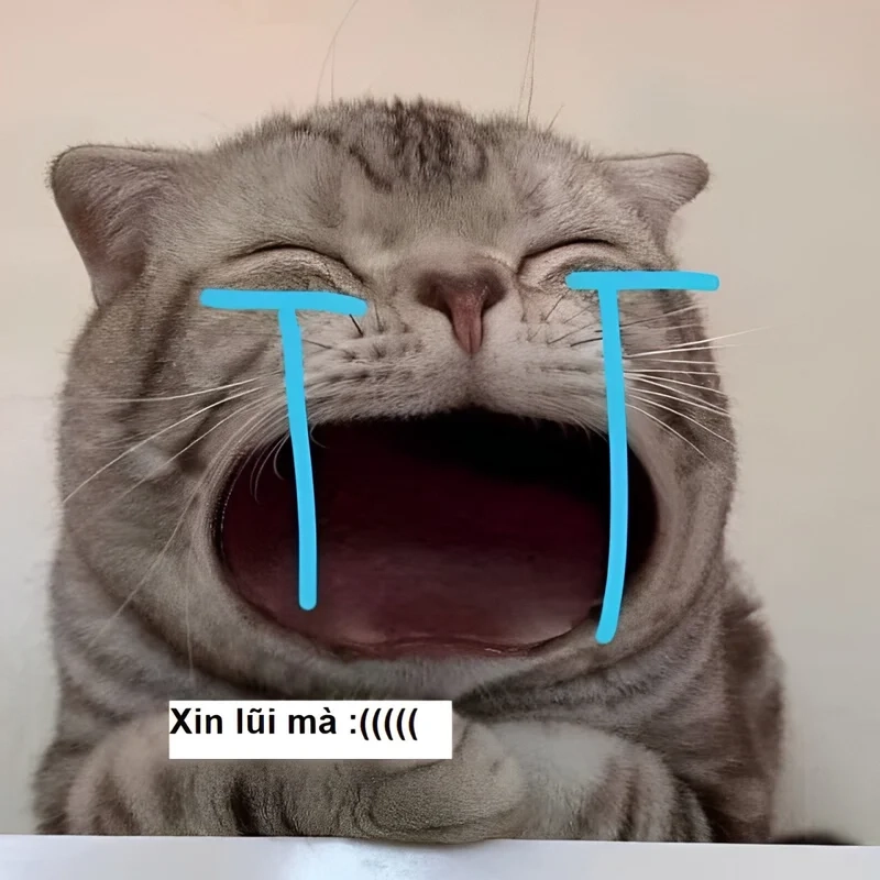 Ảnh xin lỗi meme cực kỳ đáng yêu, không thể bỏ qua.