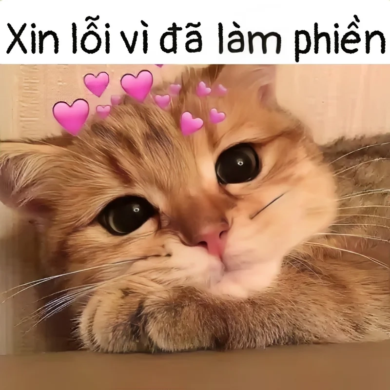 Meme con mèo xin lỗi cực kỳ dễ thương, đảm bảo sẽ khiến bạn mỉm cười.