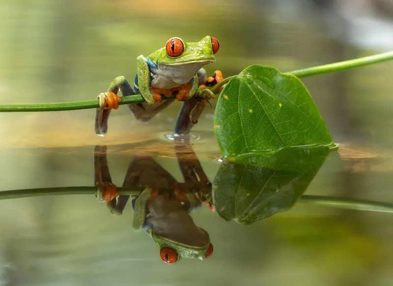 Cập nhật ngay hình nền con ếch cute, tô điểm cho màn hình của bạn thêm sinh động.