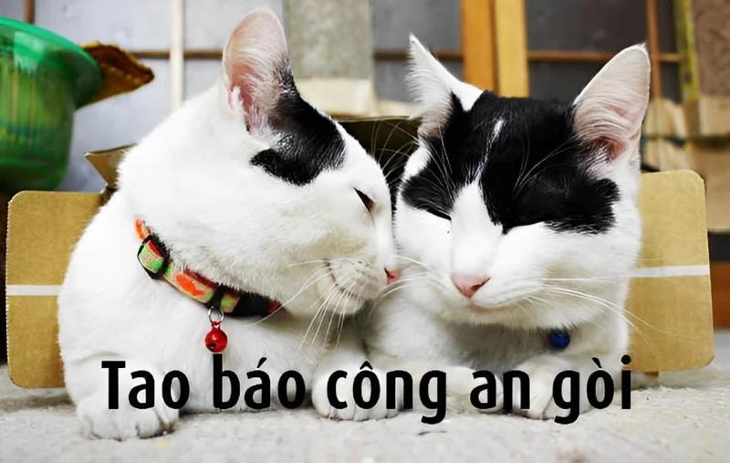 Meme mèo công an luôn khiến mọi người cười té ghế với sự dễ thương của chúng.