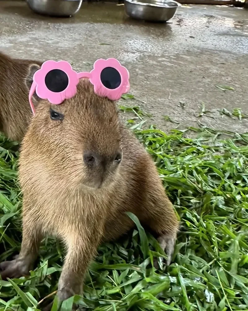 Capybara meme hết là một tình huống hài hước, kết thúc bằng những khoảnh khắc không thể quên.