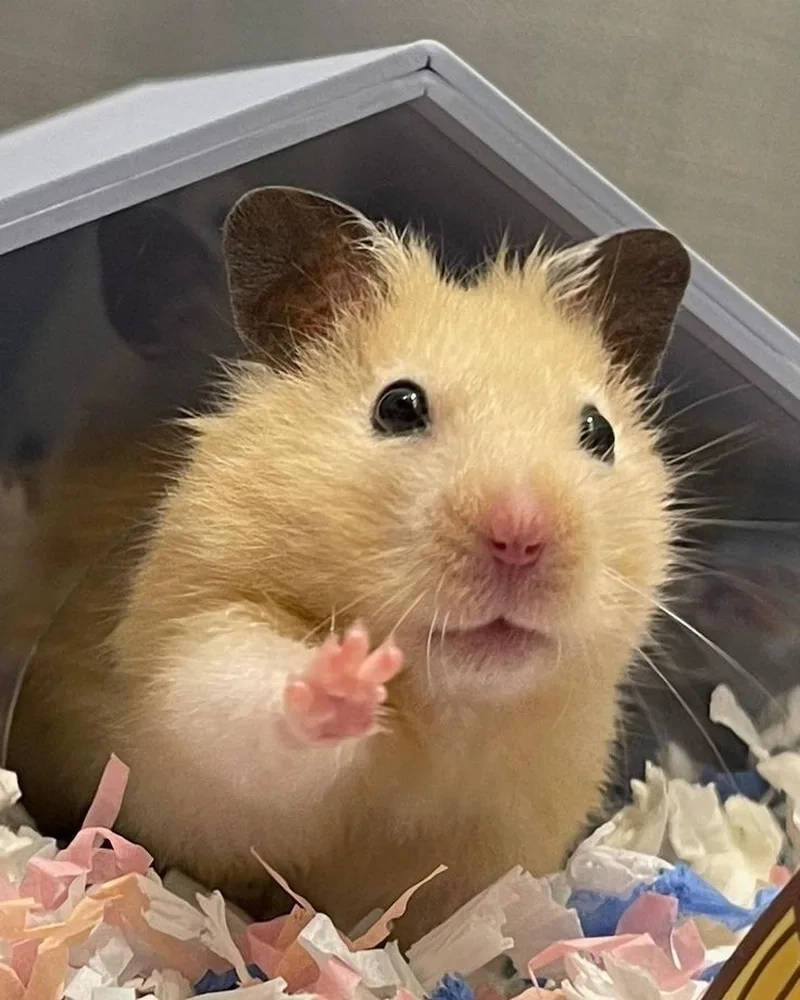 Meme chuột hamster cầm thánh giá mang đến tiếng cười đầy sáng tạo.