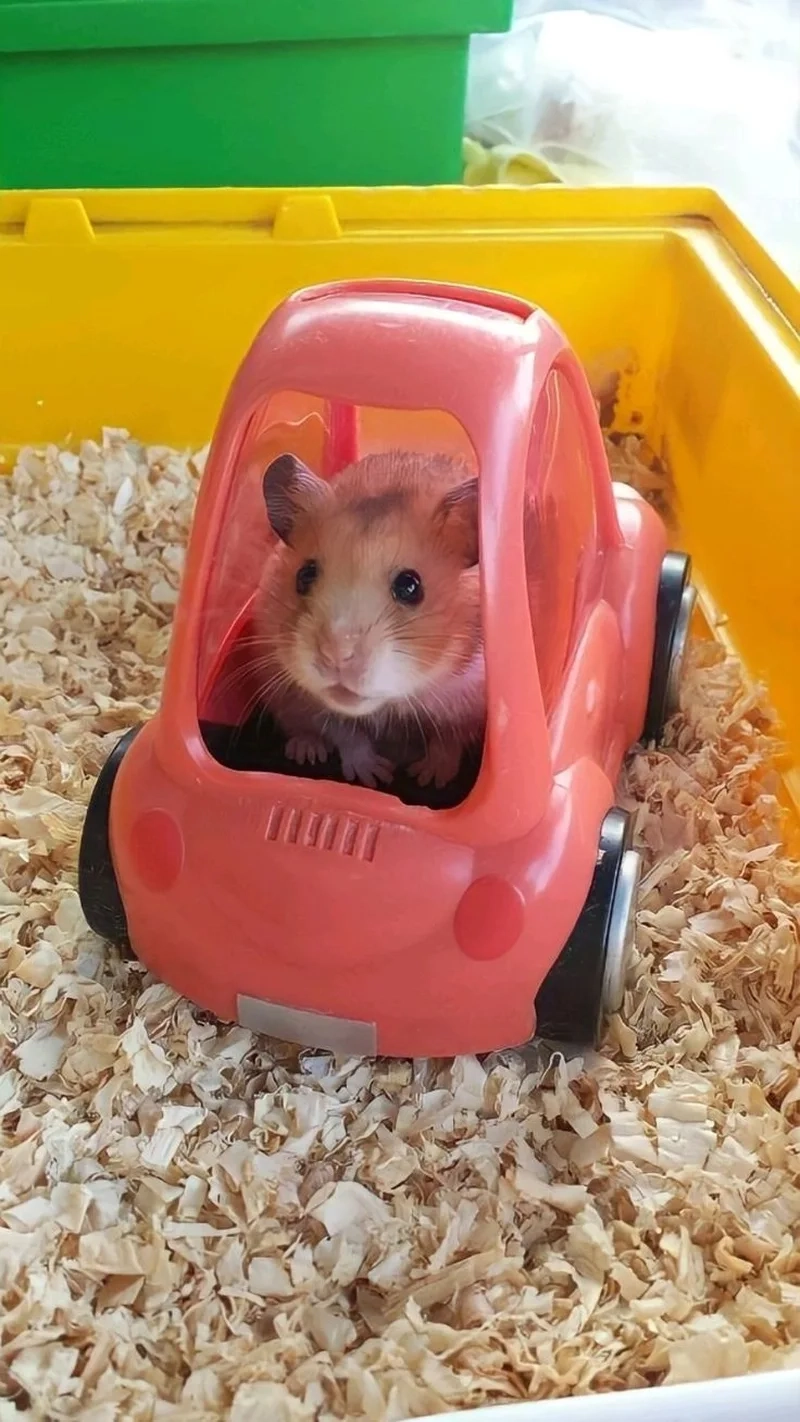 Nhộn hài meme chuột hamster làm tan biến mọi căng thẳng.