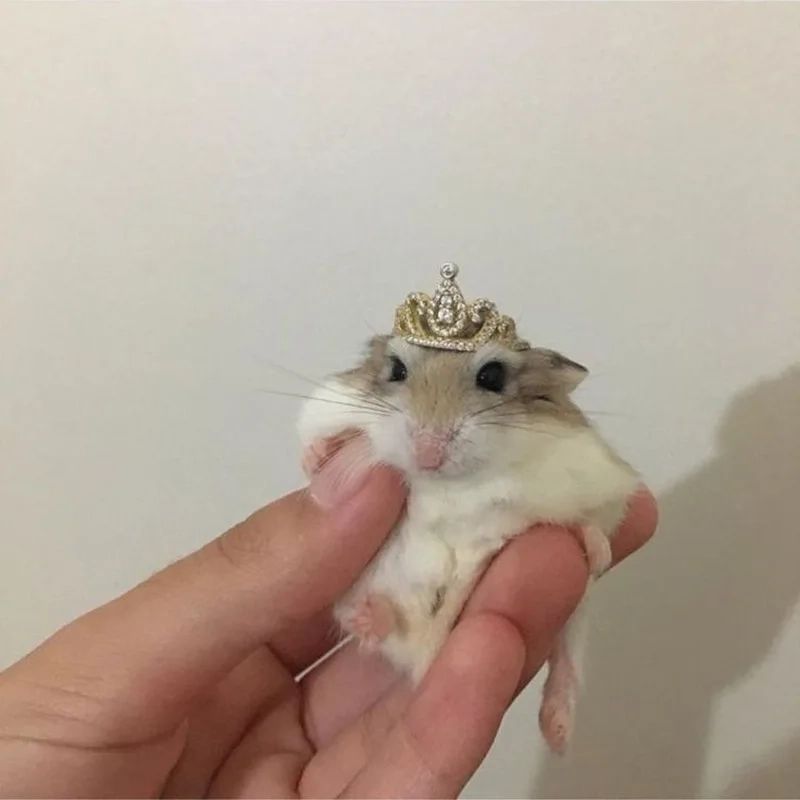 Ảnh chuột hamster cute meme gây sốt cộng đồng mạng.