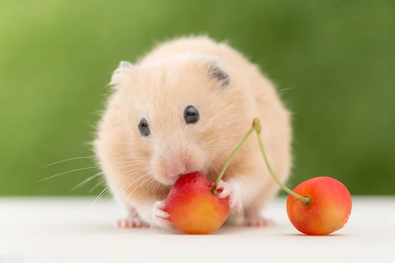 Ảnh chuột hamster meme phù hợp cho những cuộc trò chuyện vui nhộn.