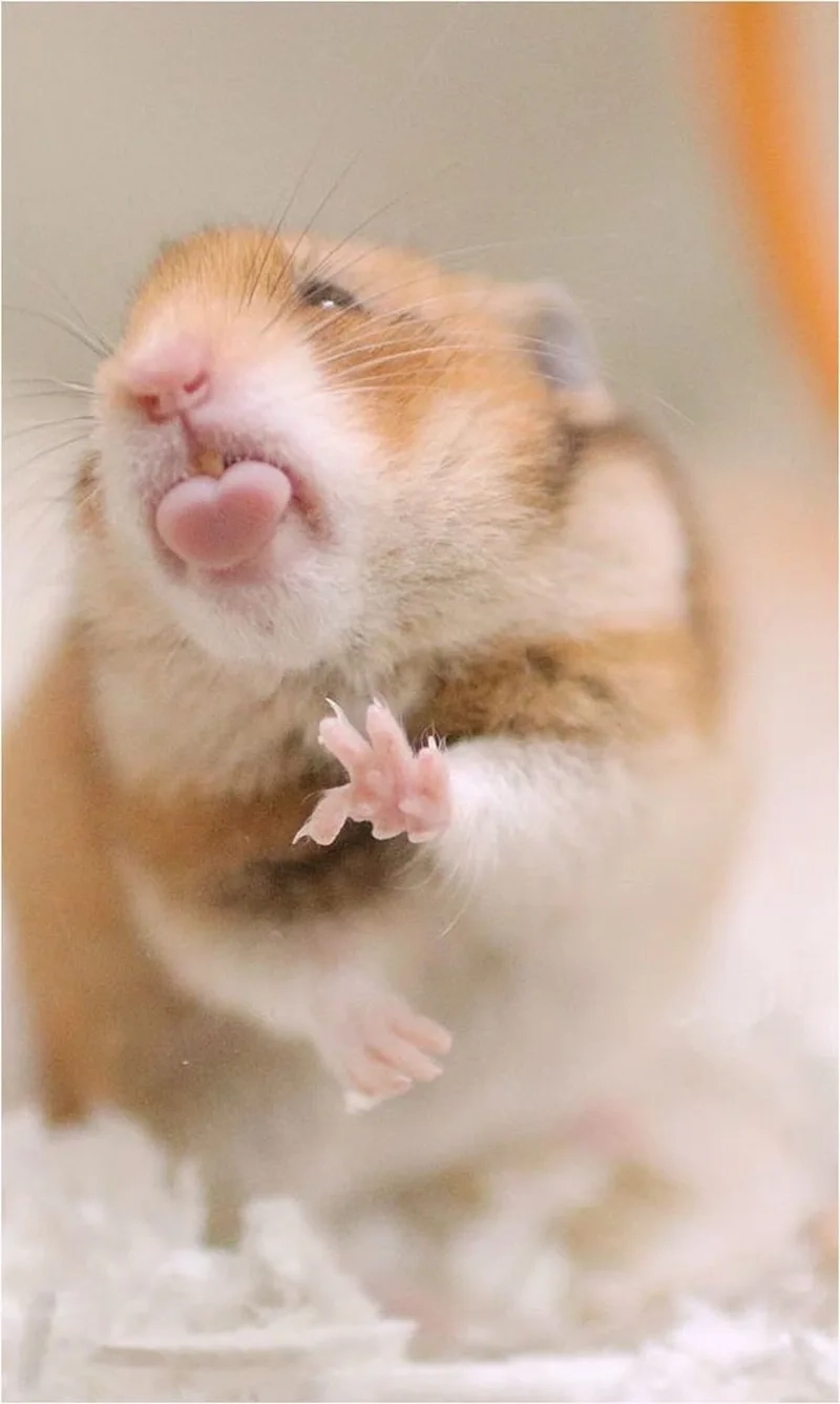 Hài hước meme chuột hamster luôn tạo sự bất ngờ.