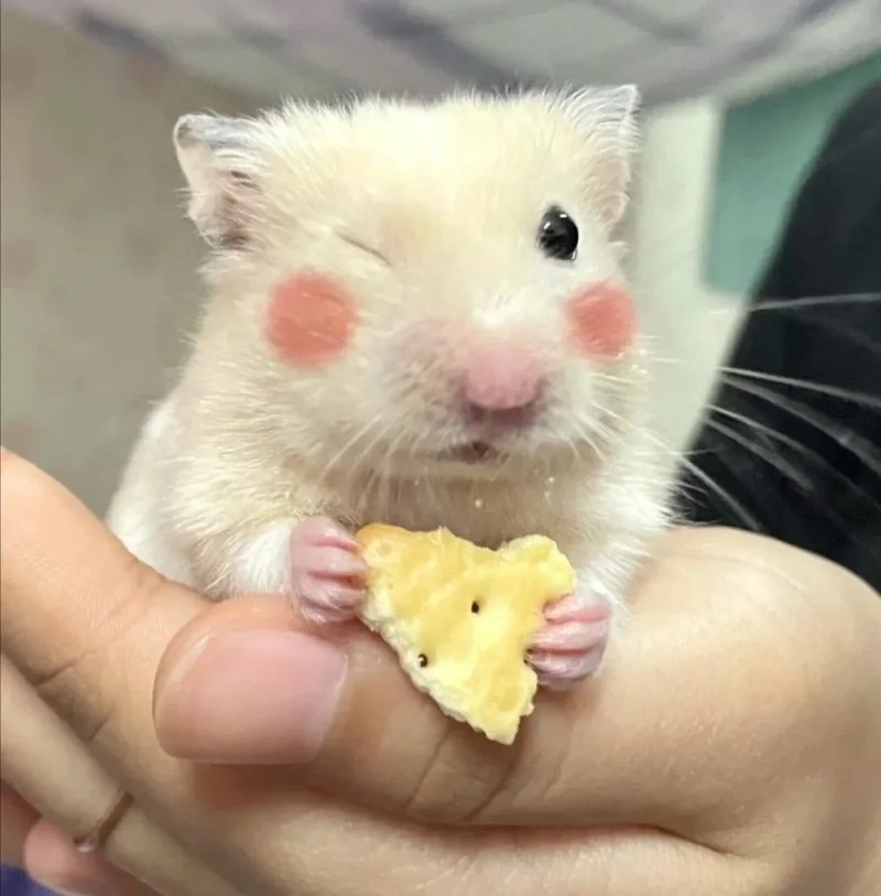 Hình hamster meme mang đến những biểu cảm thú vị của chuột hamster.